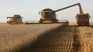 • Grain harvest in Russia in 2019 amounted to 120.6 million tons